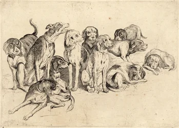 Elf Hunde